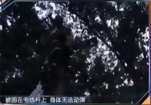 珠江電纜快訊|男子觸電被困，家屬怒斥消防員&ldquo;帶電也得救&rdquo;！